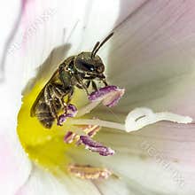 Bee collects pollen inside a white and purple flower during daytime in a garden