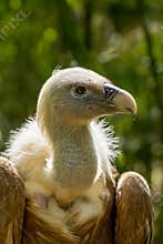 Vulture stands on ground with its head turned in a forest during daylight hours and natural surroundings