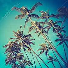 Retro Diagonal Palm Trees In Hawaii