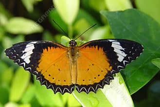 Butterfly on a leaf