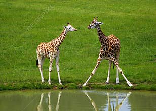 Giraffes