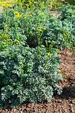 Rue herb