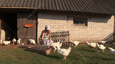 Woman feed poultry broiler chicken in farm stall outdoor