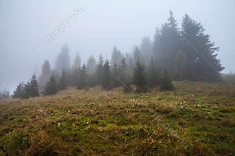 Mystical deep fog in a forest
