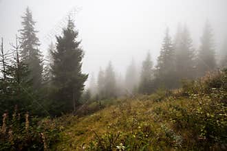 Mystical deep fog in a forest