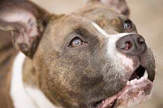 American stafford terrier