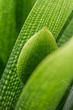 Close-up view of green leaves showing texture and shape in natural light during daytime