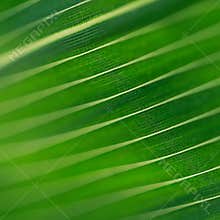 Close-up view of a natural green leaf showcasing detailed lines and textures in an outdoor setting during daylight hours