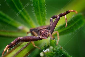 Brown crab spider explores green plant in detail showing its legs and body structure during daytime