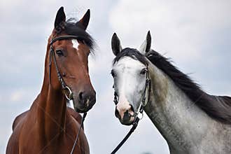 Two horses