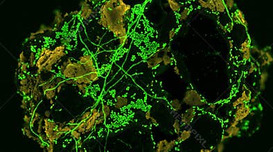 Soil Microorganism Humus Particle CSLM Depth