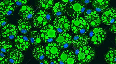 Lipid Droplet Accumulation in Adipocyte Fluorescence