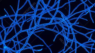 Fungal Hyphae Branching Pattern Confocal Microscopy