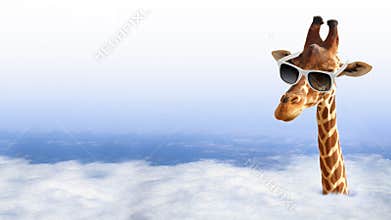 Funny giraffe with sunglasses