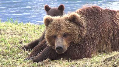 Brown bear and cub