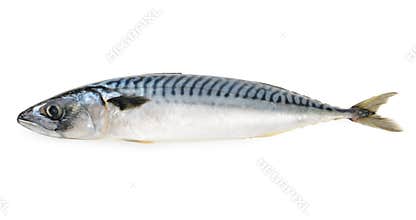 Mackerel fish isolated