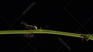 Ants