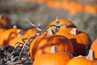 Autumn pumpkin scene
