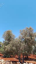 Olive trees on red soil under blue sky, mediterranean orchard landscape
