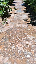Stone pathway in garden with green plants and sunlight
