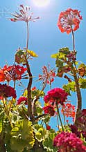 Red geranium flowers blooming against blue sky and sun