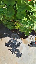 Geranium leaves with shadow on concrete ground sunlight