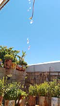 Garden with potted plants on stone wall under blue sky