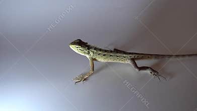 A garden chameleon runs across white paper