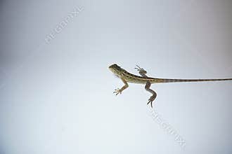 garden chameleon on white background