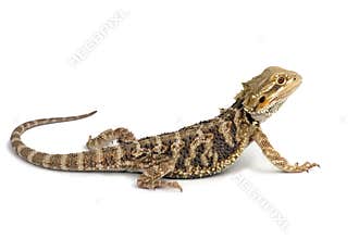 Bearded dragon