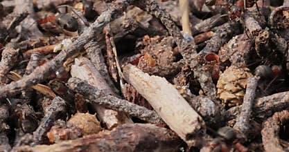 Ant close-up in the wild