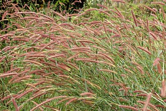 The bristle grass
