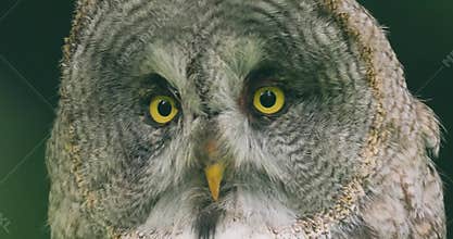 Great grey owl (Strix nebulosa) close-up
