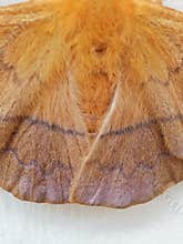 Wing and body parts of the wild silk moth Cricula trifenestrata & x28;or what in