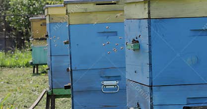Honey bees fly near a beehive. Bees are best known to humans for their ecological roles as pollinators. Honey bees flying into