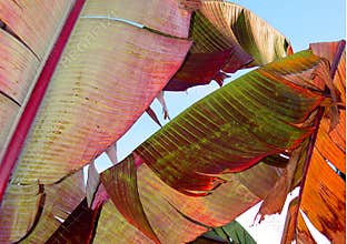 Colorful banana leaves