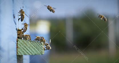 Honey bees fly near a beehive in a super slow motion. Shot on super slow motion camera 1000 fps. Bees are best known to humans for