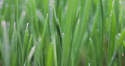 Green grass close-up super macro shooting