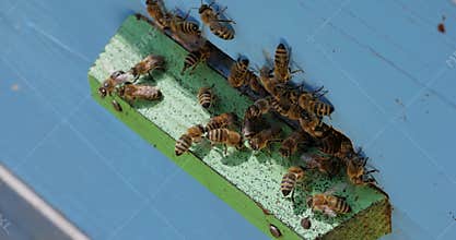 Honey bees fly near a beehive. Bees are best known to humans for their ecological roles as pollinators. Honey bees flying into