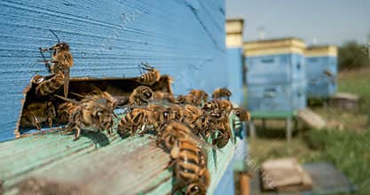 Honey bees fly near a beehive in a super slow motion. Shot on super slow motion camera 1000 fps. Bees are best known to humans for