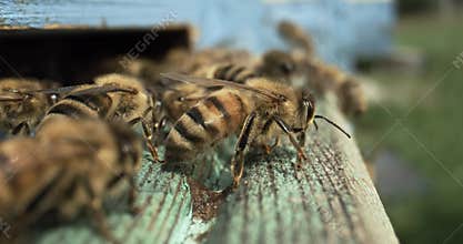 Honey bees fly near a beehive in a super slow motion. Shot on super slow motion camera 1000 fps. Bees are best known to humans for