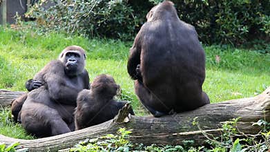 Harmonious gorilla family