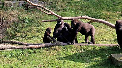 Gorillas are begging for food