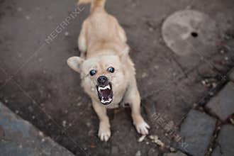 Bad dog