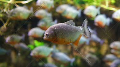 Piranha - Colossoma macropomum