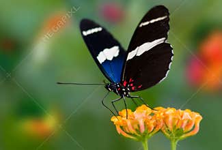 Beautiful butterfly