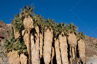 Palm Canyon California