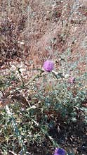 Purple thistle flower growing in wild nature