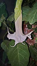 White Brugmansia angel trumpet flower macro