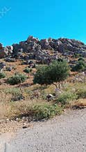 Rocky hill with olive trees and dry grass under blue sky
